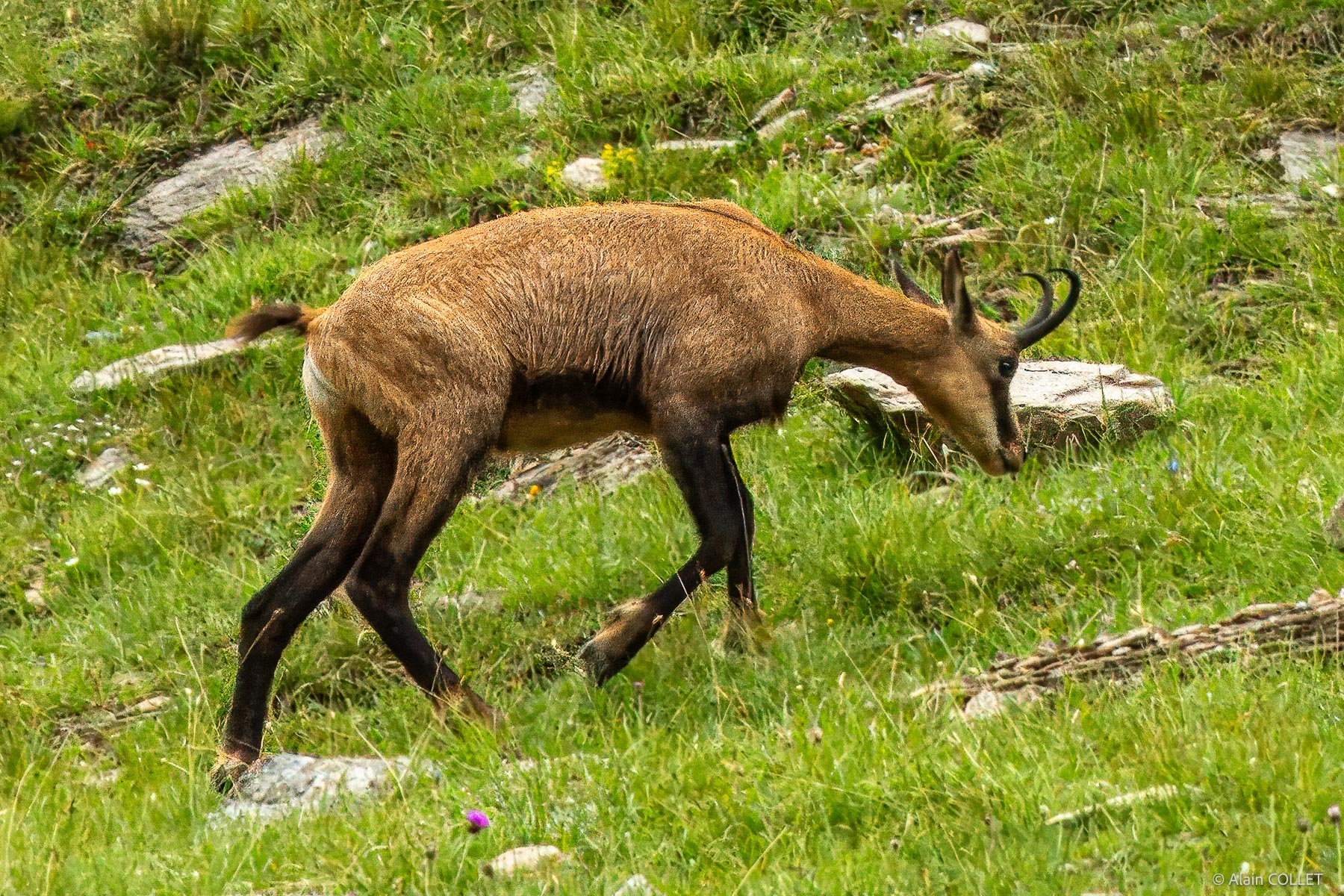 chamois