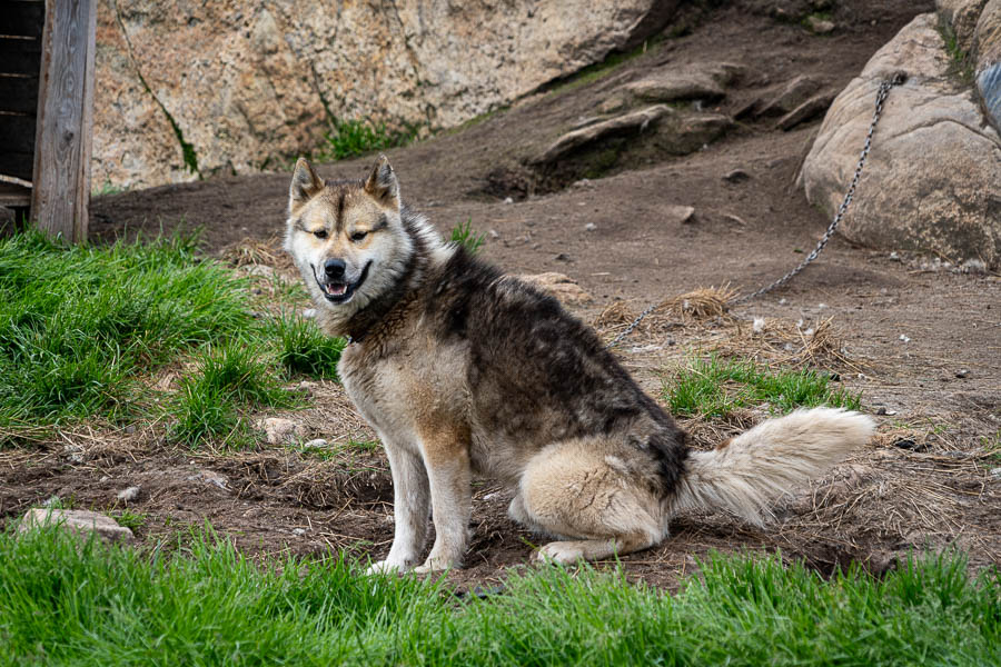 Sisimiut : chien de traîneau