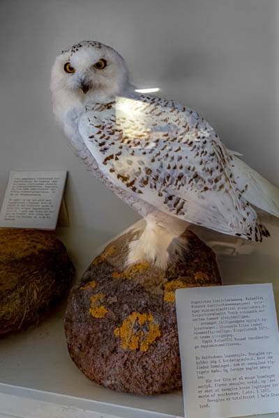 Uummannaq, musée : harfang des neiges (Bubo scandiacus)