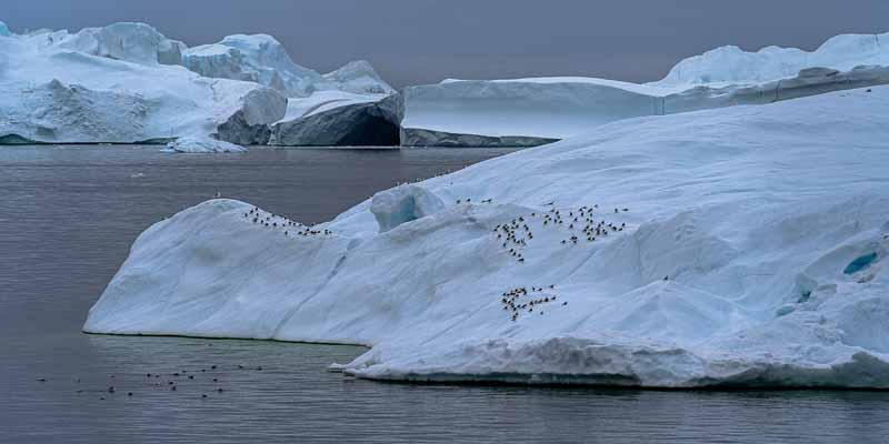 Entrée du fjord d'Ilulissat : icebergs, oiseaux