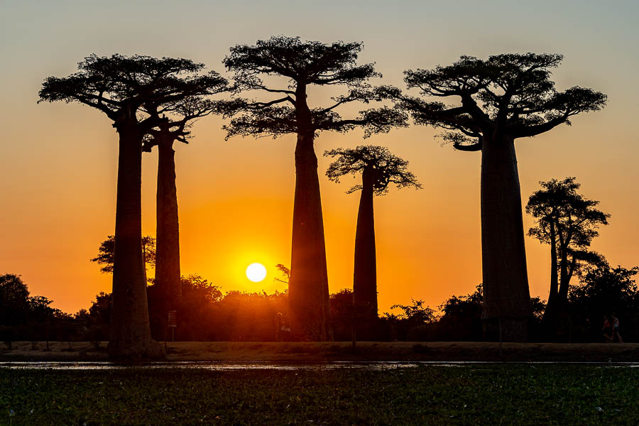 Allée des baobabs : coucher de soleil