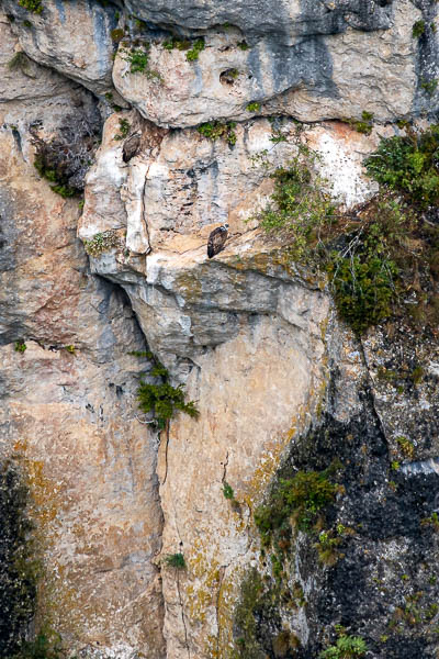 Vautours fauves (Gyps fulvus)