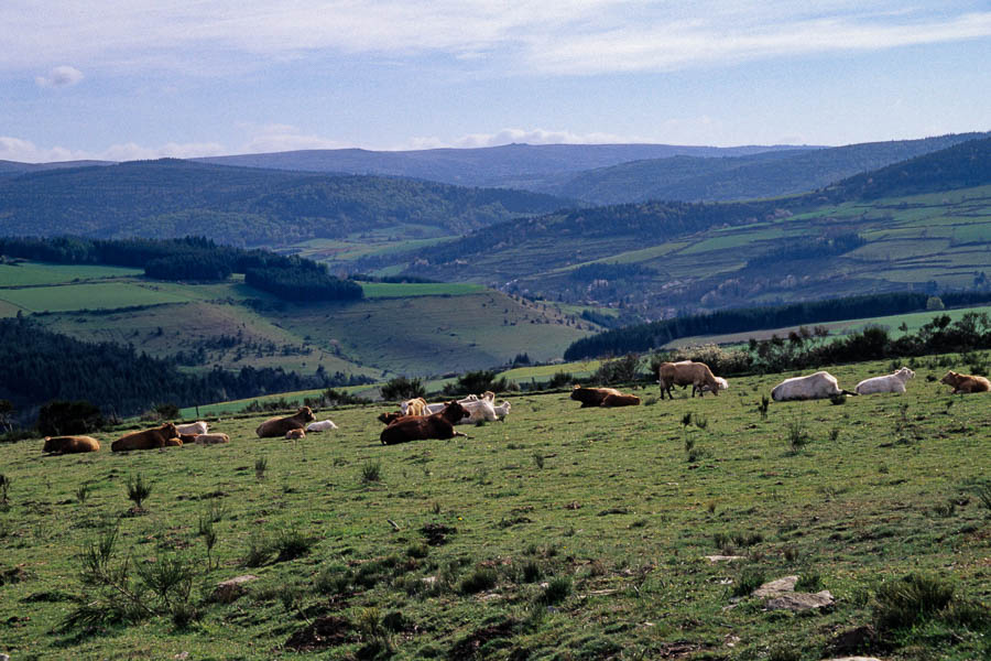 Les Alpiers, vue vers le mont Lozère