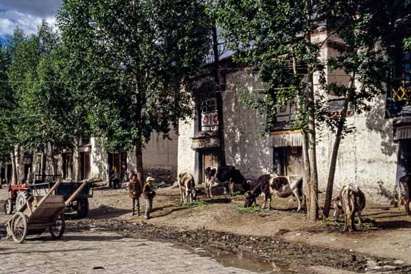 Vaches dans la rue principale de la vieille ville