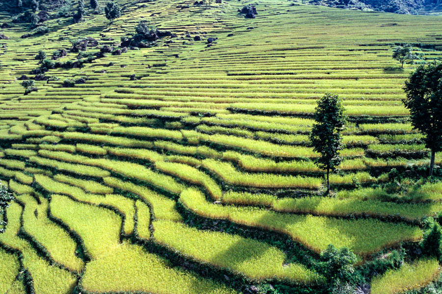 Bahundanda, rizières