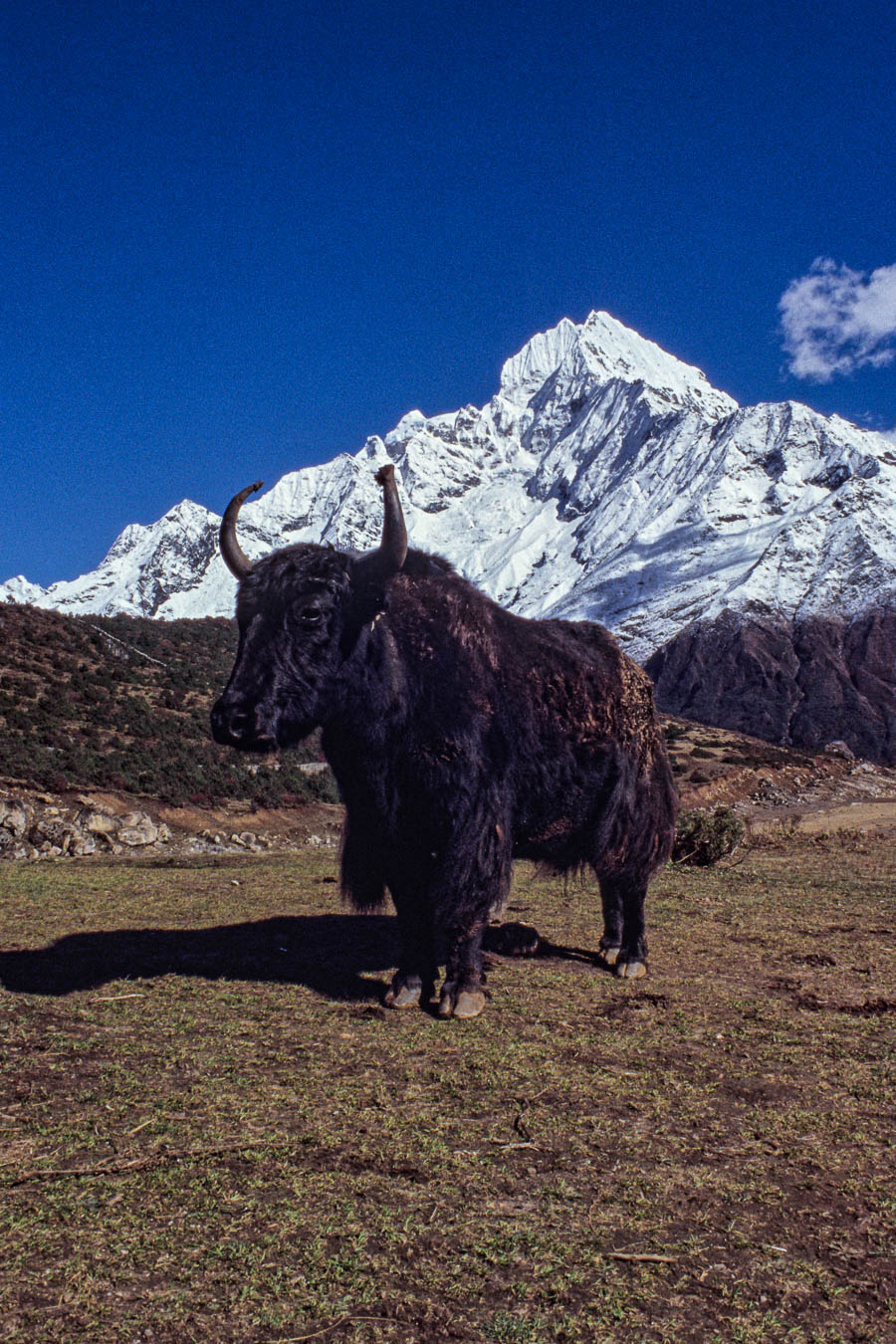 Syangboche : yak devant le Thamserku, 6608 m